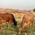 عدد 2بقر الماني 2حسلان