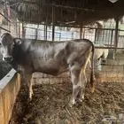 بقرة سويسرية براون