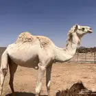 لقحه وضحا