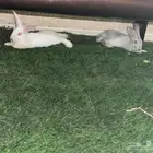 ارانب للبيع مع كامل اغراظهم