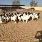 غنم برابر