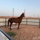 خيل شعبي