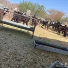 جفار