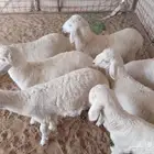 للبيع طليان العدد 7 اربع طليان او3 رخال