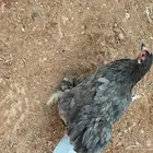 للبيع دجاج وقنافذ وطيور روز