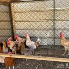 دجاج للبيع ديوك العدد13