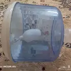 فلتر مويه
