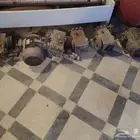 كمبرسر عدد 2 مع مضحات مياة مغسلة سيارات للبيع حجم كبير راسي