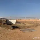 شبوك غنم او بل