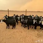معزا عوارض مراح واحد العدد 37