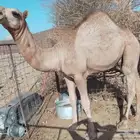قعود فاخر للبيع