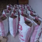 خبز حلال
