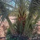 نخل مثمر للبيع