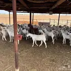 غنم للبيع القوز - الجرد