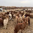 طليان سواكني مرابي شهر