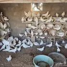 حمام فرنسي سوبرجامبو نظيف