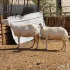 حريات حرش