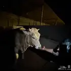 ثور وعجل سويسري للبيع