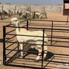 مشروع فحل فاخر سواكني درماني