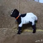 تيوس قزم حلو ولعوبا