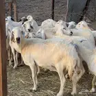 غنم حريات دفيع ومضاريع من 880