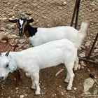 بهم إعماره 7شهور