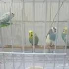 طيور الحب جوزين ثنين ذكر وثنين أنثى