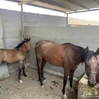 فرس كميت مع ولدها