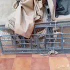 شبك قنص