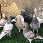 حمام سلفر للبيع