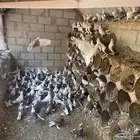 حمام للبيع جملة الضبيعة الخرج