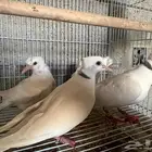 حمام ياكريم صدفي دبل كرست مع انتاجه