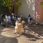 دجاج براهما