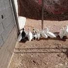 بط بلدي من النوع الطيب للبيع