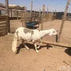 ذبايح سواكني ونعيم