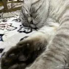 قط منزلي