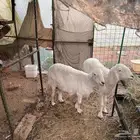 شاتين حريه للبيع تم البيع