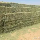 برسيم