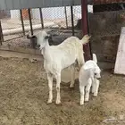 عنز بيشيه خلفه معها تيس