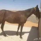 فرس انجليزي