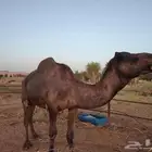 فحل مع النياق للبيع جمله