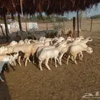 رخال رفيدي بلدي