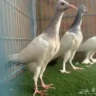 زوج سمبوسه ب انتاجه