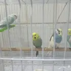 طيور الحب