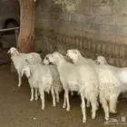 6 خرفان كفو نظيفة