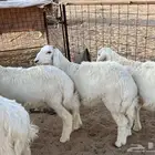 للبيع بهم تربيه العدد 5