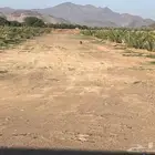 مطلوب مزرعة بالمندسة