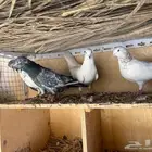 5 حبات باكستاني