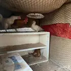 دجاج بلدي كفو على السوم