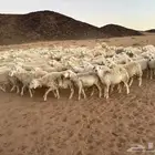 غنم حريات مراح واحد غنم طيبه وجروم